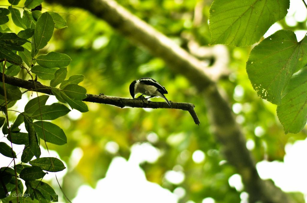 Amaranta Classic Retreat Bambaragaleyaya 外观 照片
