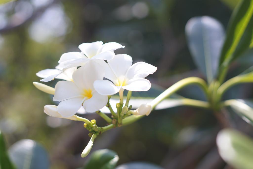 Amaranta Classic Retreat Bambaragaleyaya 外观 照片